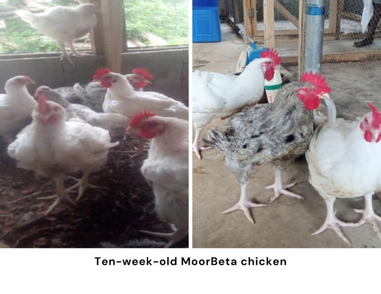 FG Approves New Indigenous Meat-Type Chicken ‘MoorBeta’
