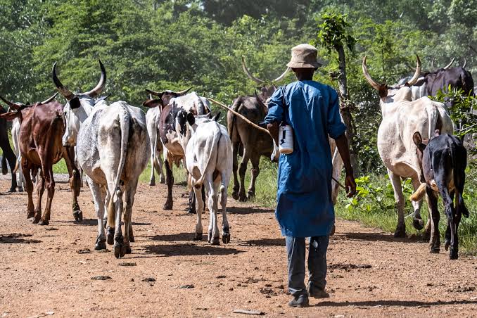 Court Sentences Herder To 10yrs Imprisonment For Violating Ondo Anti-open Grazing Law
