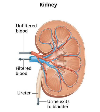 How Kidney Disease Epidemic Exposes Yobe’s Healthcare, Water Challenges